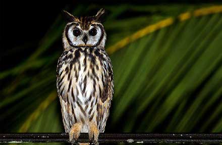 Striped Owl