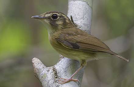Stub-tailed Spadebill 