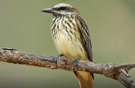 Sulphur-bellied Flycatcher 