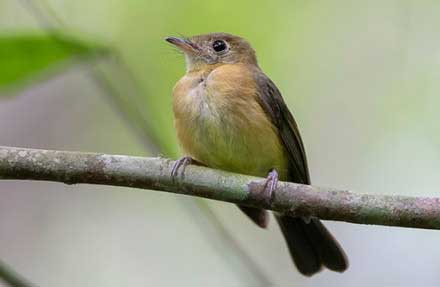 Sulphur-rumped Flycatcher 