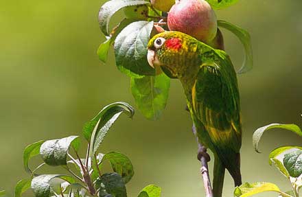 Sulphur-winged Parakeet