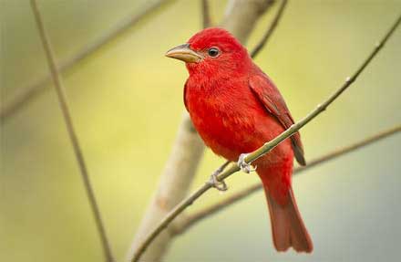 Summer Tanager 