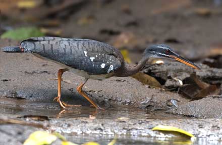 Sunbittern