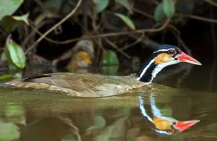 Sungrebe