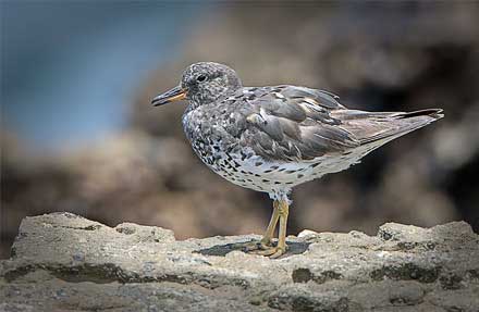 Surfbird