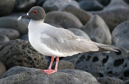 Swallow-tailed Gull