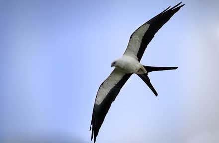 Swallow-tailed Kite