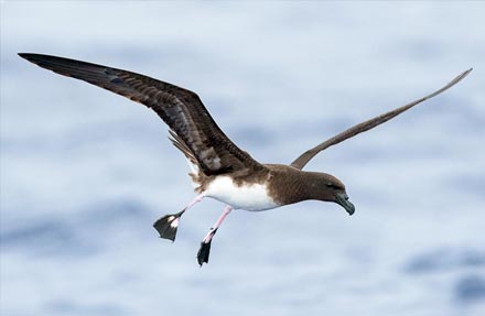 Tahiti Petrel