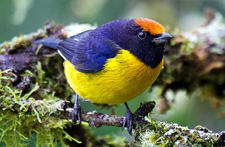 Tawny-capped Euphonia 