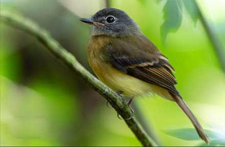 Tawny-chested Flycatcher 