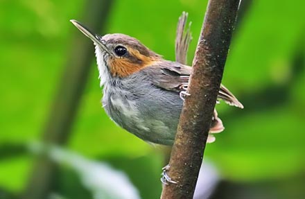 Tawny-faced Gnatwren 