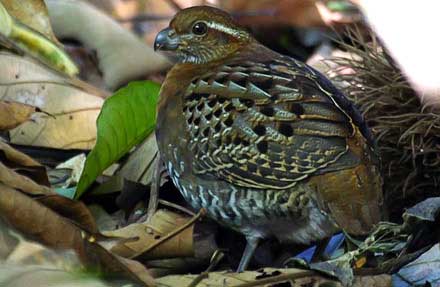 Tawny-faced Quail