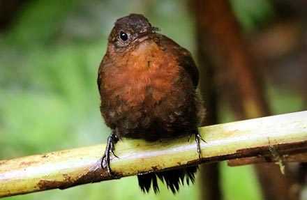 Tawny-throated Leaftosser 