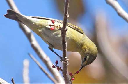 Tennessee Warbler 