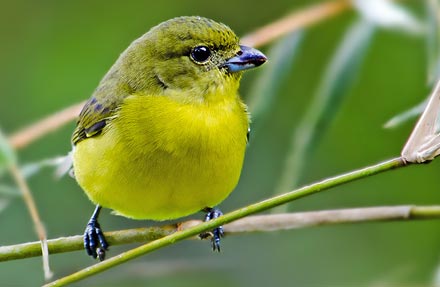 Thick-billed Euphonia 
