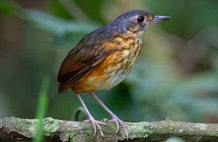 Thicket Antpitta 