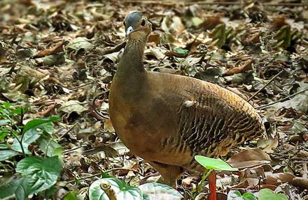 Thicket Tinamou