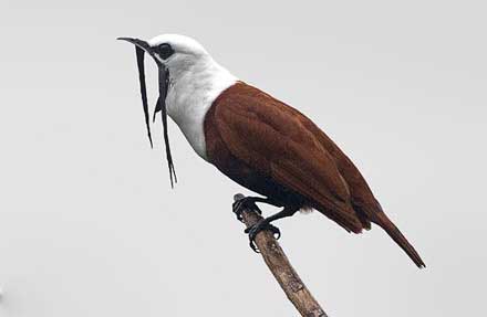 Three-wattled Bellbird 