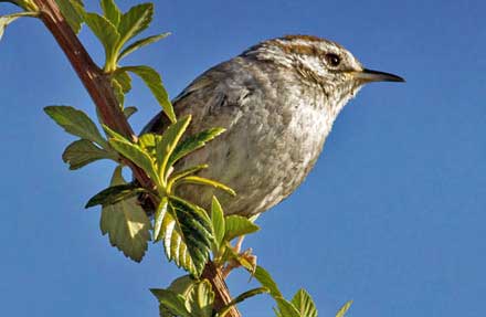 Timberline Wren 