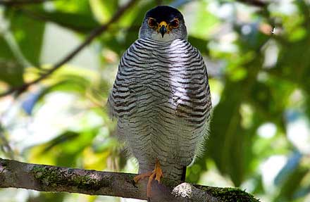Tiny Hawk