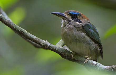 Tody Motmot