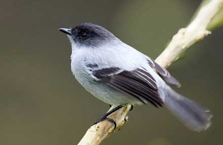 Torrent Tyrannulet 