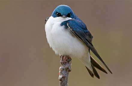 Tree Swallow 