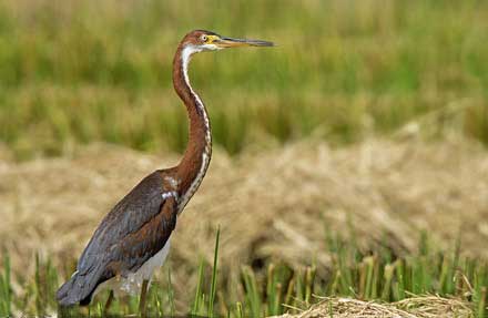 Tricolored Heron