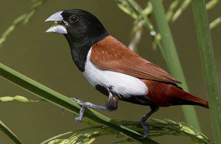 Tricolored Munia 