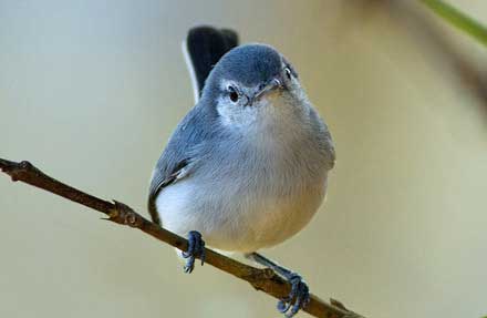 Tropical Gnatcatcher 