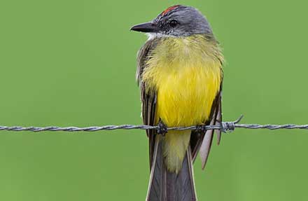 Tropical Kingbird 