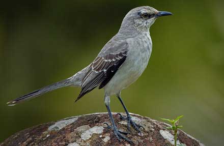 Tropical Mockingbird 