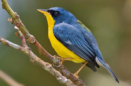 Tropical Parula 
