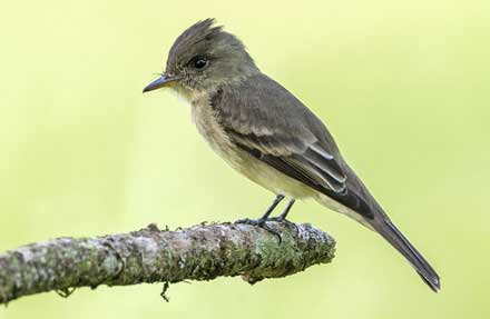 Tropical Pewee 