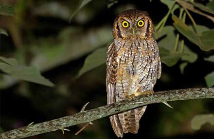 Tropical Screech-Owl