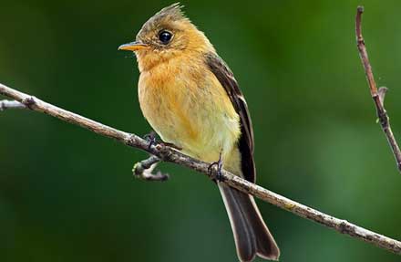 Tufted Flycatcher 