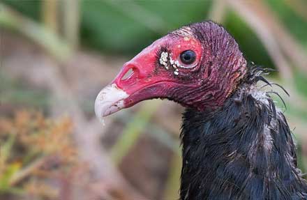 Turkey Vulture