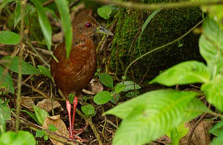 Uniform Crake