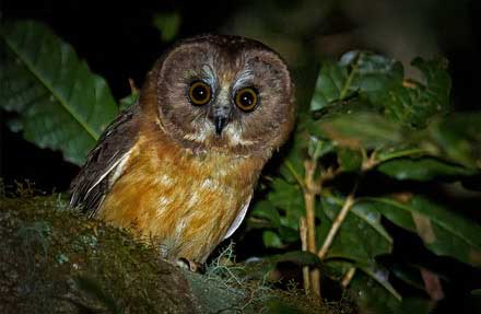 Unspotted Saw-whet Owl