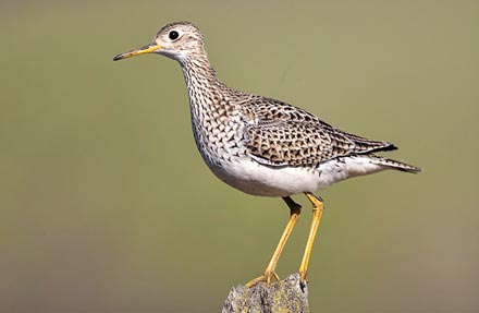 Upland Sandpiper