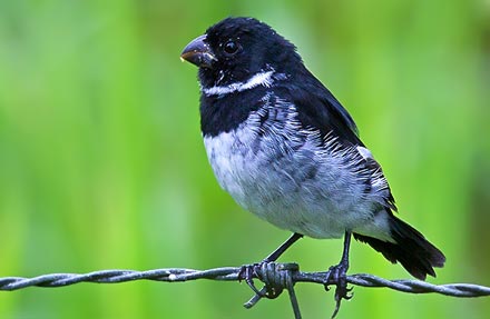 Variable Seedeater 