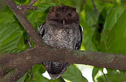 Middle American Screech-Owl