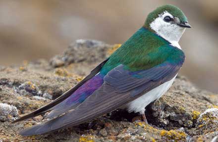 Violet-green Swallow 