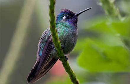 Violet-headed Hummingbird