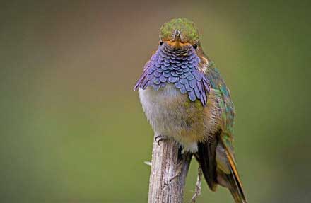 Volcano Hummingbird  [Cordillera Talamanca]