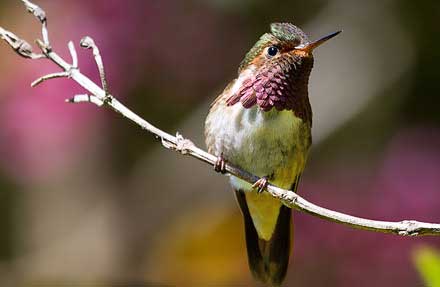 Volcano Hummingbird [Irazú Volcano & Turrialba 