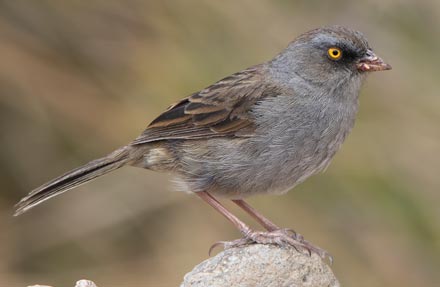 Volcano Junco 