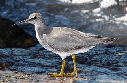 Wandering Tattler