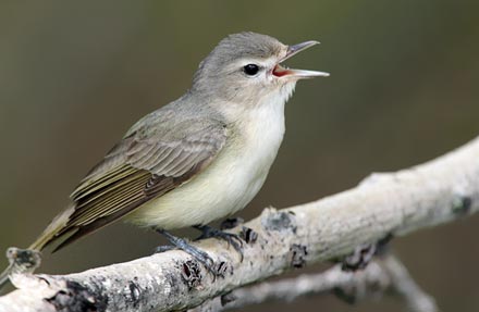 Warbling Vireo 