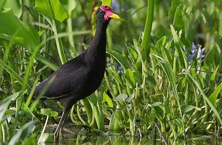 Wattled Jacana